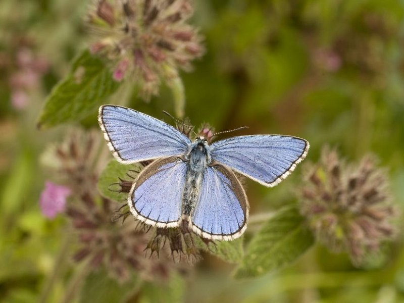 Sky blue bonanza